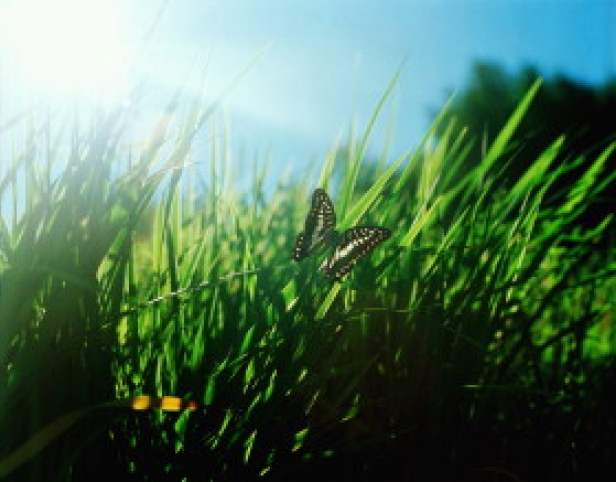 lif_20041127_lif_20041128_grasswithbutterfly11.