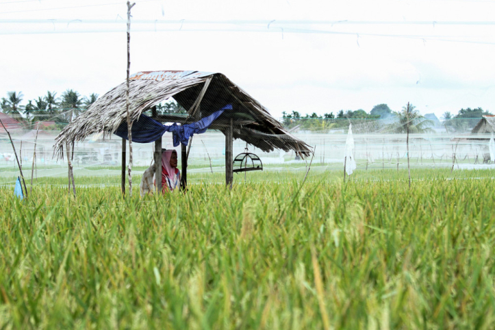 疫病襲東南亞 糧食利誘基督徒改信仰